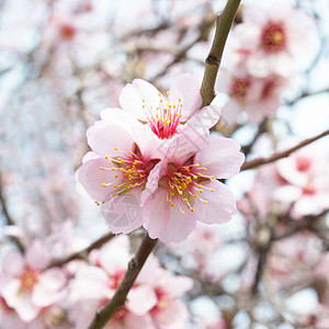带树枝的杏树粉红色花朵高清图片