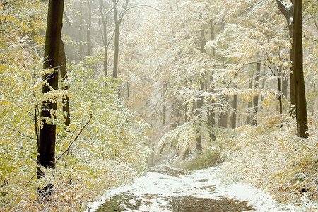 11月初第一次下雪穿过迷雾的秋天树林图片