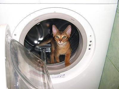 招财进虎猫爬进洗衣机从里面往外看背景