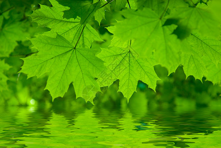 鲜绿的枫叶倒映在水中图片