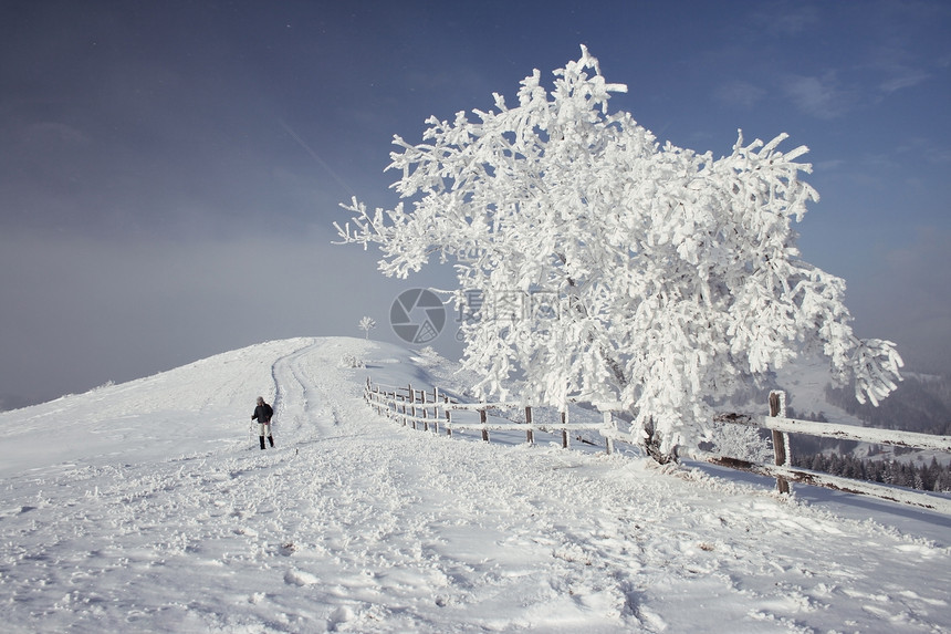 在用新鲜的雪盖的山冬天树图片