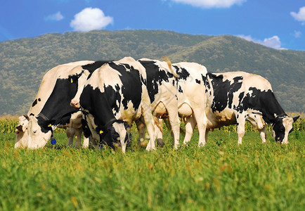 Holstein牛群在草地图片