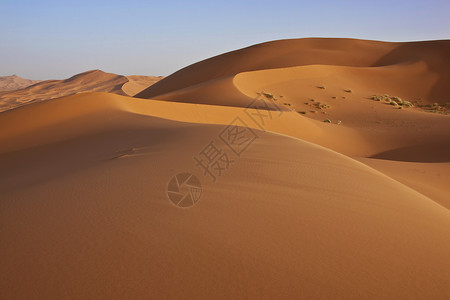 撒哈拉沙漠中蓝天无云的沙丘图片