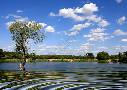 湖景与树图片