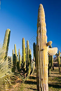 墨西哥索诺兰沙漠的风管道仙人图片