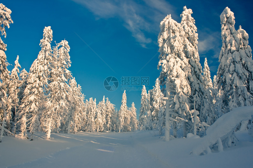 冬季森林景观照片图片