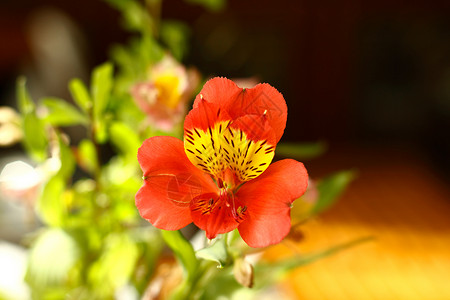 芬芳的小苍兰美丽的花束图片
