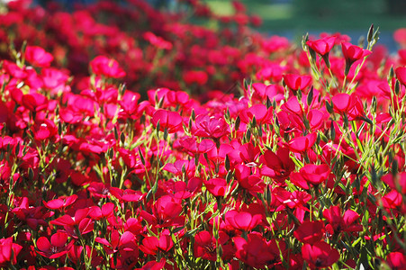 浅景深的红色花朵图片