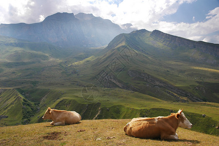 夏天山顶的两只牛图片
