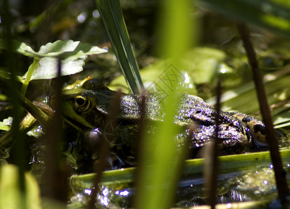 一只青蛙的特写照片图片