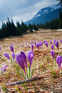 春天是这朵紫色花朵的时刻图片
