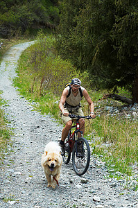 春山古道上的山地车和狗背景图片