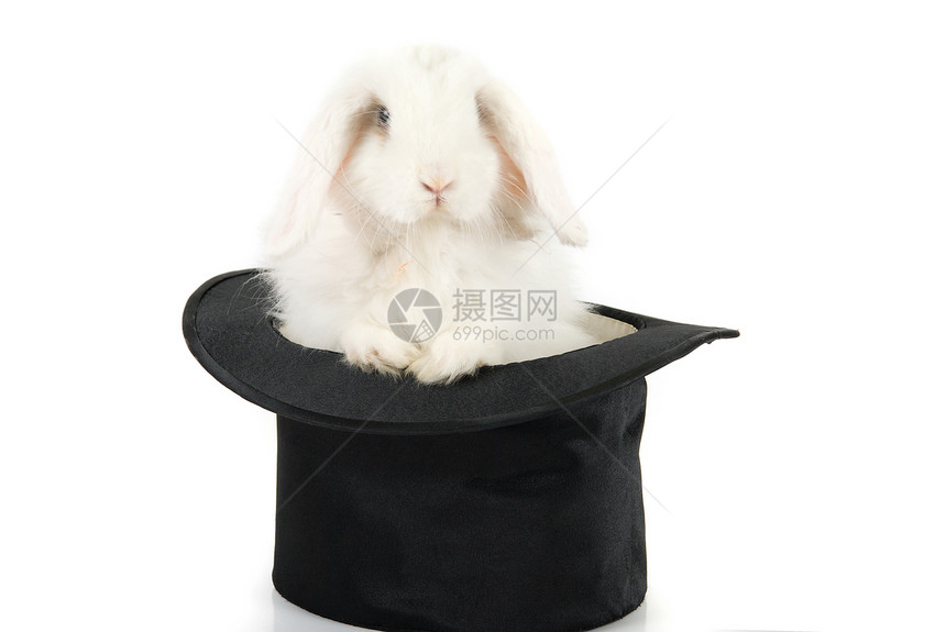 小兔子在顶魔法帽中孤立图片