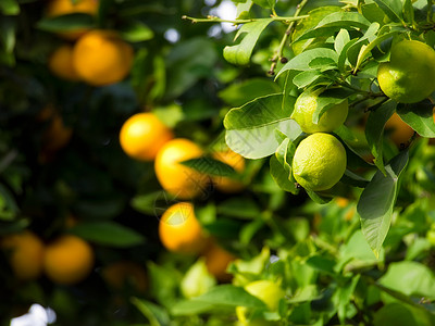 柑橘类水果如绿色柠檬或树上成熟的图片