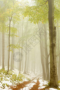 横穿秋天树林的相片小道被雾笼图片