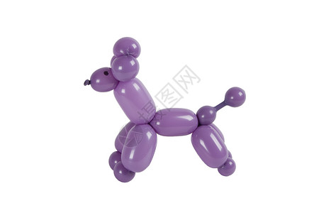 气球动物紫色扭曲贵宾犬上白色孤立图片