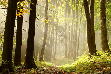 雾蒙的秋天小径穿过山顶的森林图片