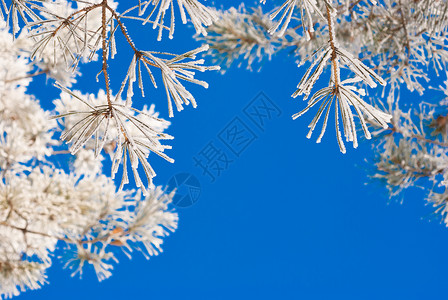 雪中的松枝映衬着蓝天图片
