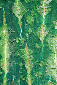 蛇巴克梅普林树皮或雷德维因马普林树皮的背景图片