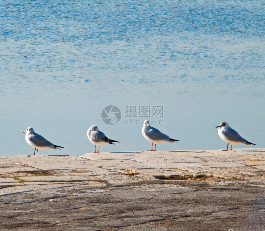 码头上排列着常见的海鸥图片