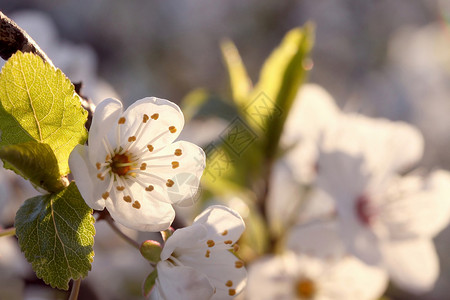 在早晨的阳光下树枝上的白色春天花朵图片