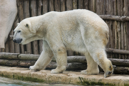 公园里白色极地动物园的照片图片