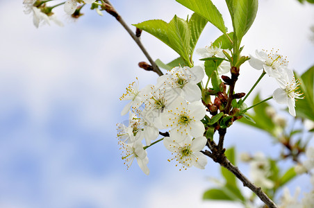 盛开的樱花树的图像图片