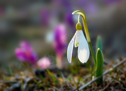 许多开花的雪花莲和番红花早春图片