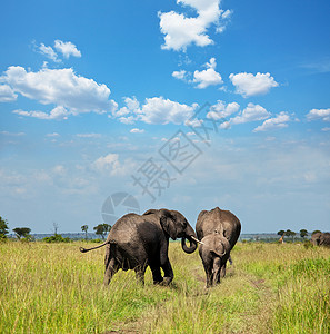 水坑上的大象和斑马图片
