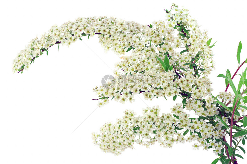 一片开花的春树白螺旋的枝条图片
