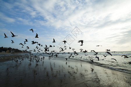 海岸上的海鸥负载图片