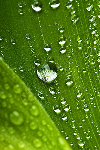 新鲜绿叶上水滴的宏观图片图片