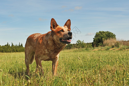红色的澳大利亚牧牛犬在田野里直立图片