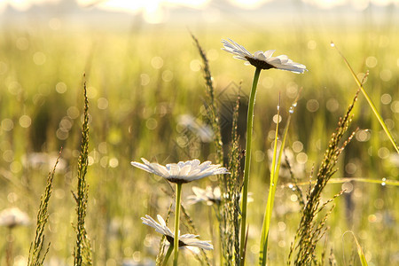 阳光升起草地覆盖着露水和菊花在地面图片