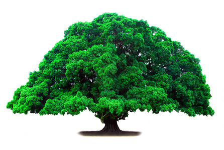 长寿大老绿树图片