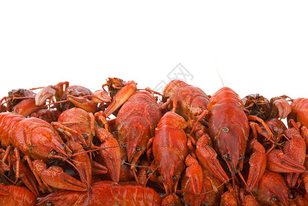 一堆煮熟的小龙虾在白色背景下被隔离背景图片
