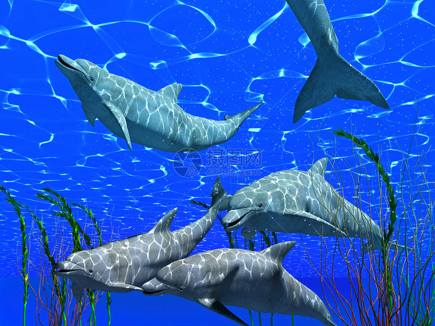 水成像下的海豚具有阳光效应图片