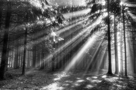 清晨针叶林的影像薄雾图片
