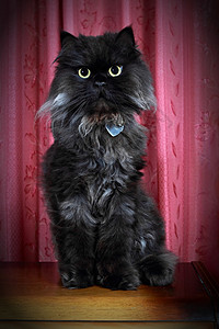 黑波斯猫摆姿势坐在马桶上图片