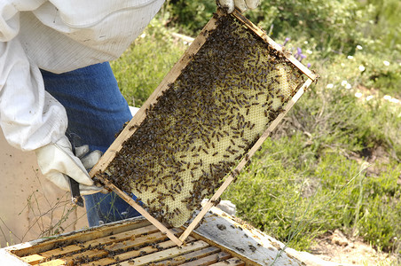 蜂蜜在农家手里的蜂图片