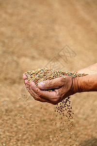 农夫手里的麦子图片