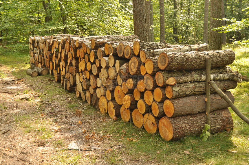 很多堆木头在夏天森林里图片