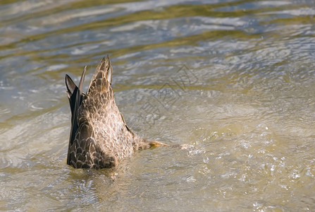 鸭子在池塘中潜水以获取食物图片