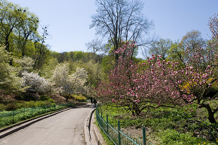 春天的基辅植物园图片