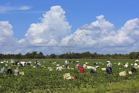 收割庄稼的农业工人图片