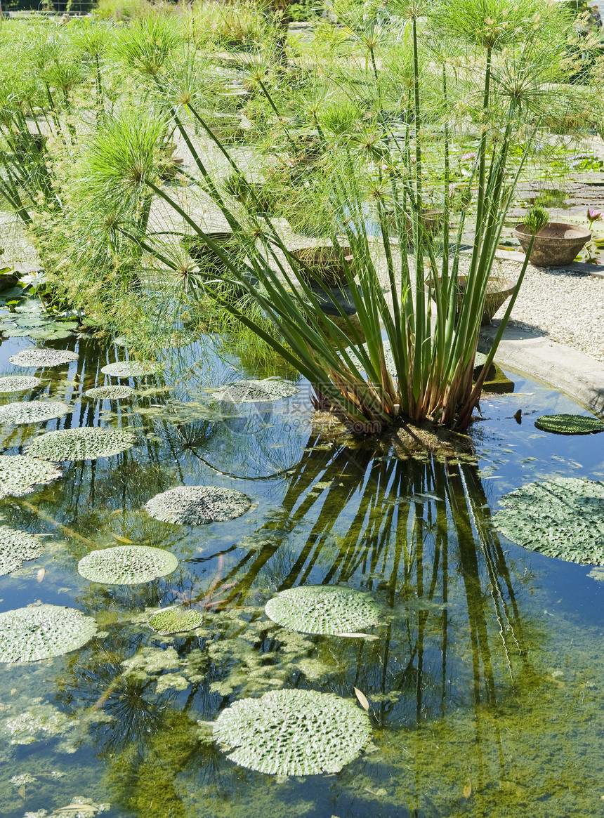 蒙奈茨花园和莉池塘的LilyPads图片