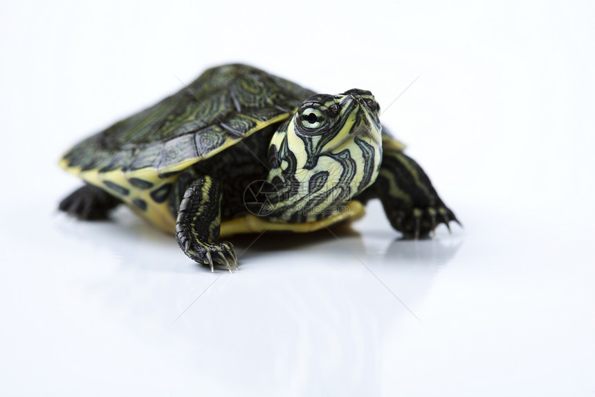一张白底乌龟的照片图片