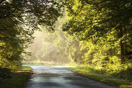 乡村道路穿过一片魔法森林在夏末图片