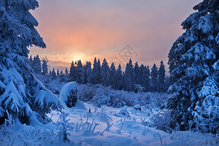 哈茨山的冬季森林图片