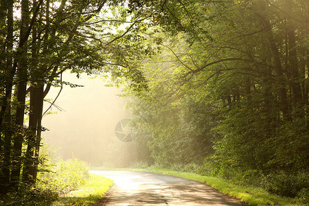 早晨的乡间小路由落叶林引导图片